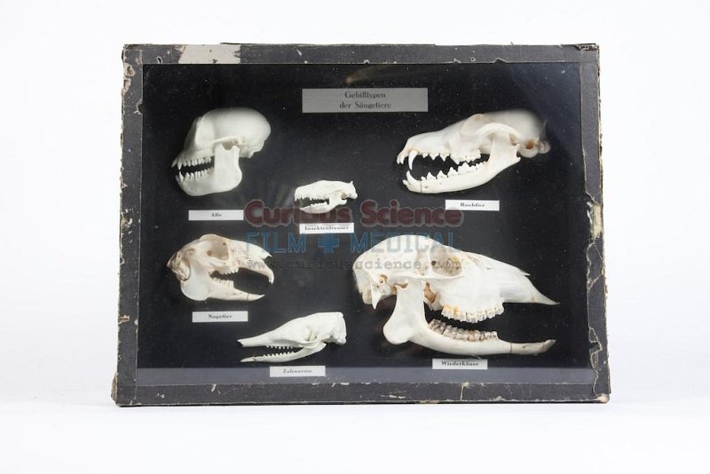 Animal skulls mounted in case